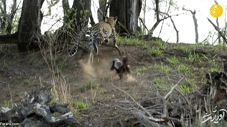 (ویدئو) حمله وحشتناک گورکن عسلخوار به پلنگ